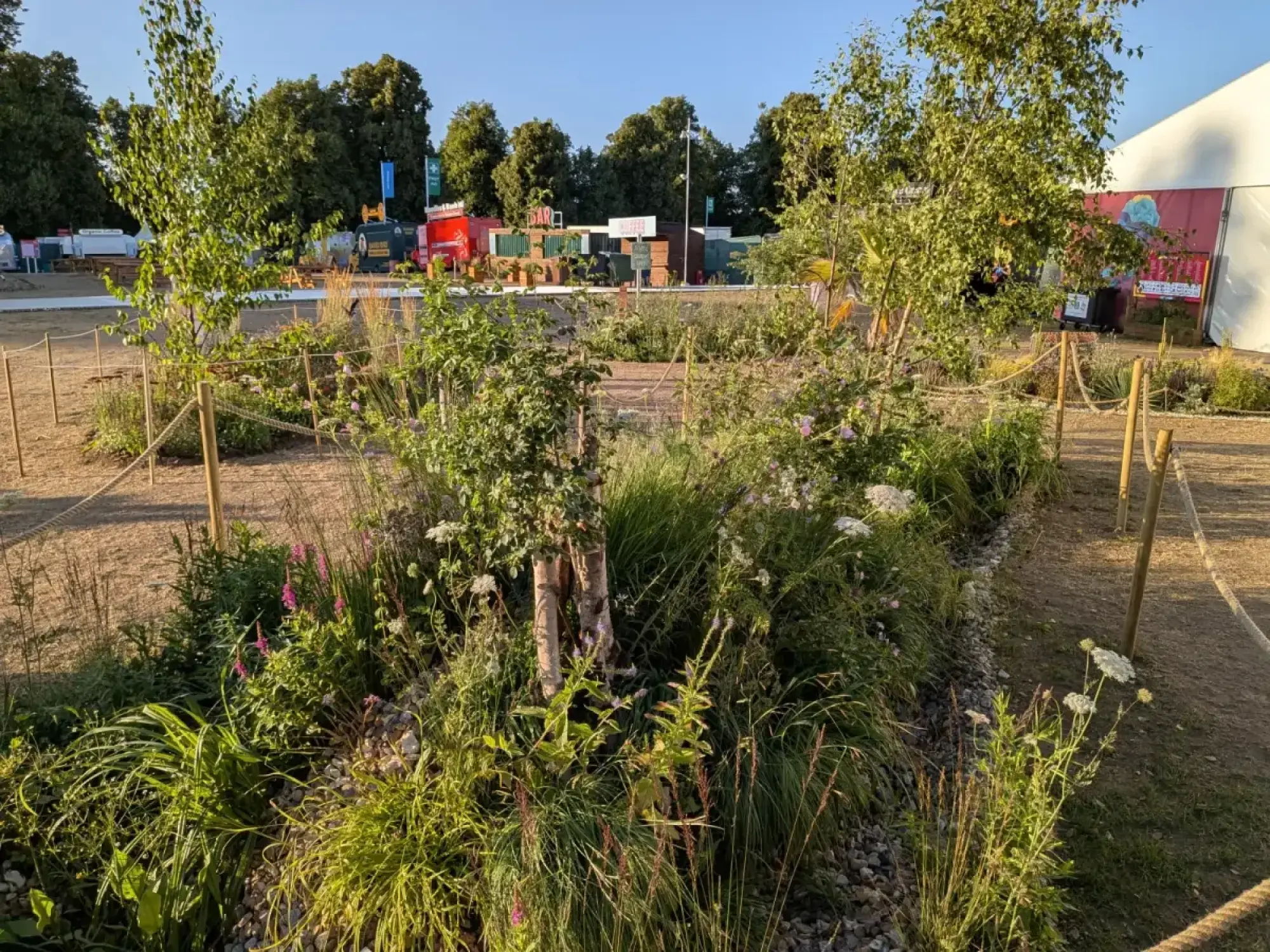 A long pocket garden with two slender birch trees, naturalistic planting of mixed grasses, pink and white flowers, and a decorative gravel base.