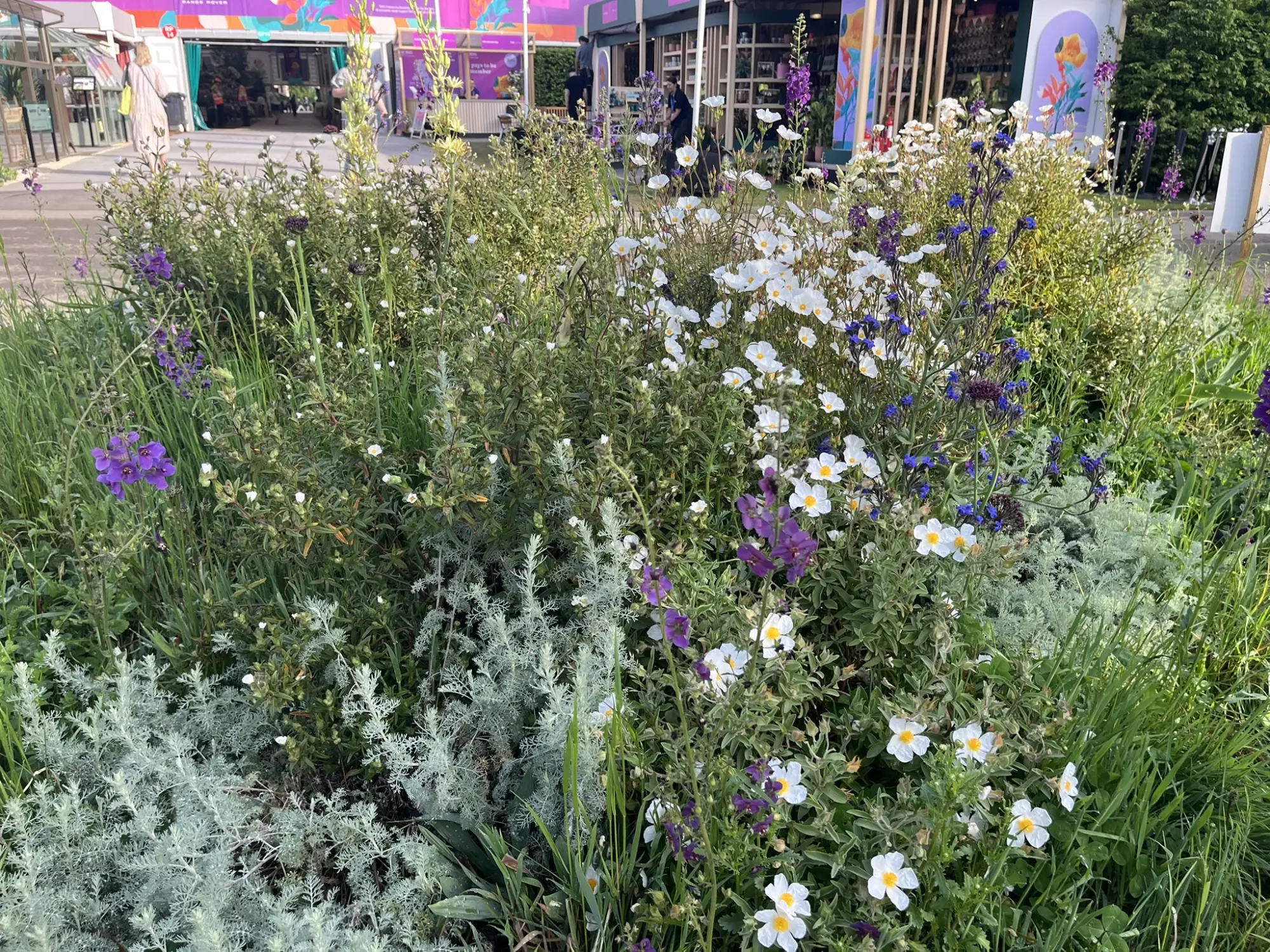 A vibrant showground garden featuring a dense, naturalistic planting of white rock roses, purple larkspur, blue borage, and silver-grey foliage.