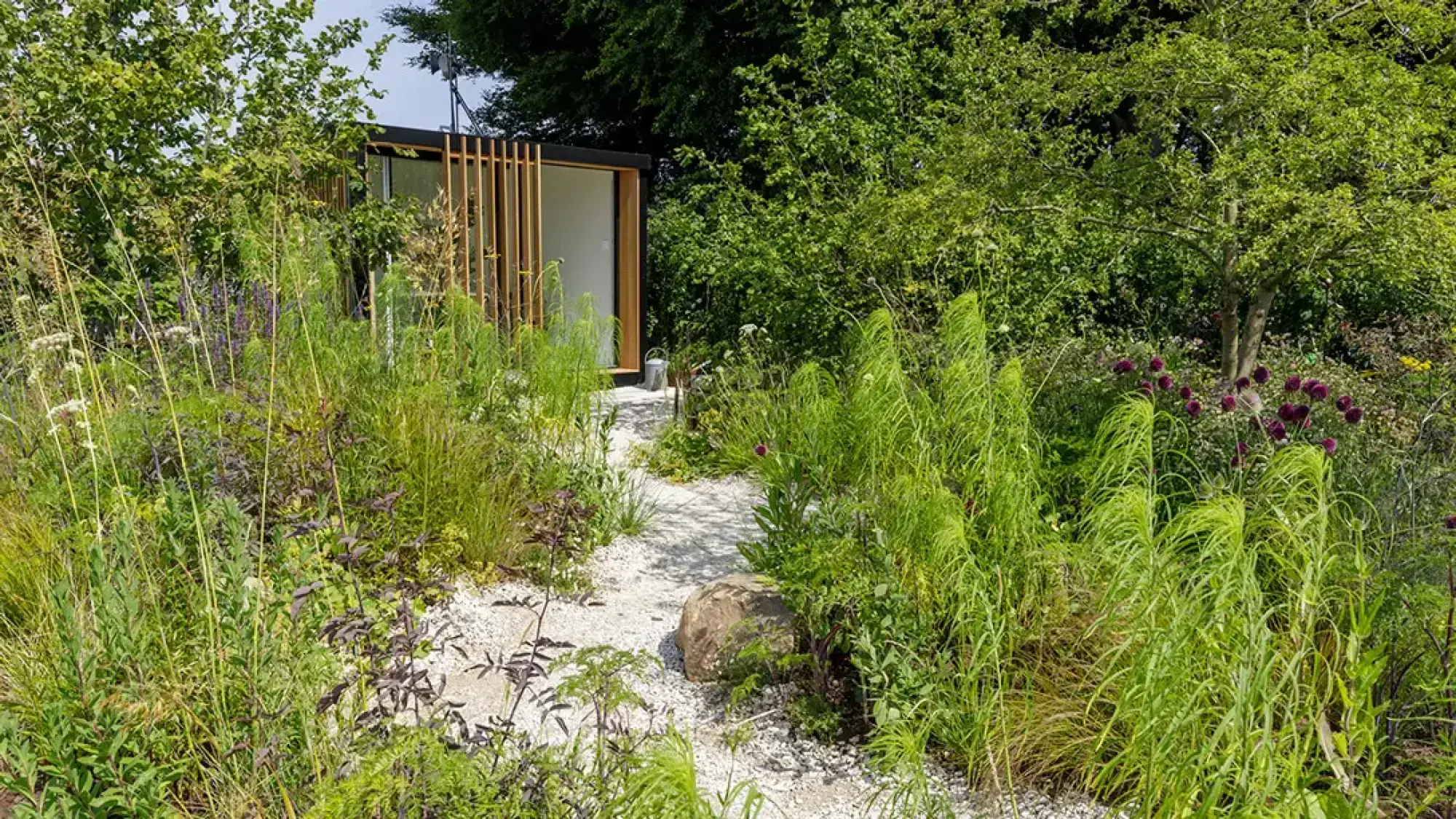 A modern black-framed garden office with timber slats sits beyond a white gravel path, surrounded by tall green grasses and purple flowering plants.