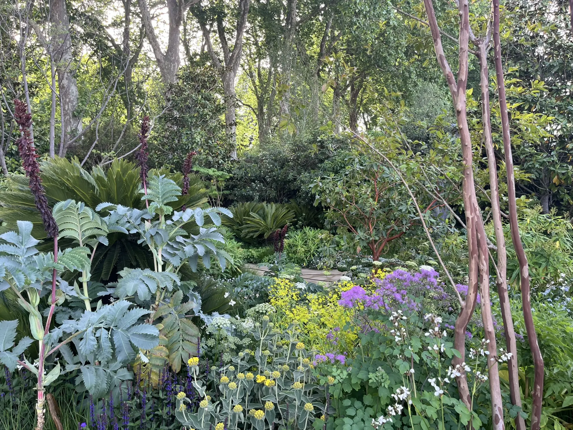 A lush, naturalistic show garden features tall trees with reddish peeling bark, large grey-green leaves, dark red spiky flowers, and drifts of yellow, purple, and white blooms.